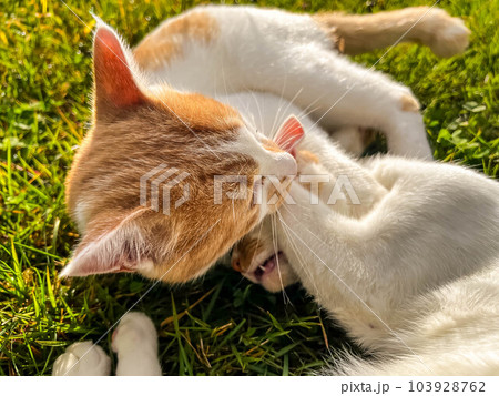 戯れる猫~ちびとみにら 戯れる猫~ちびとみにら 103928762