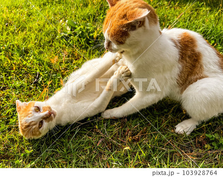 戯れる猫～ちびとみにら 103928764