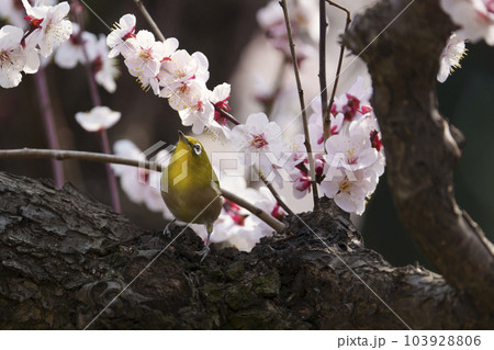 大阪城公園の梅とメジロ9 103928806