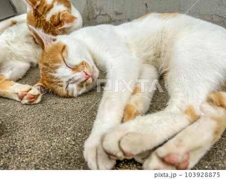 戯れる猫たち～ちびとみにら 103928875