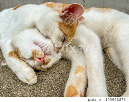 戯れる猫たち～ちびとみにら 103928876