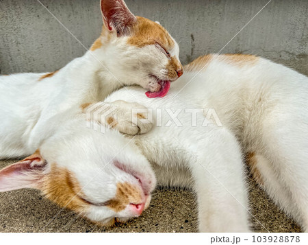 戯れる猫たち～ちびとみにら 103928878