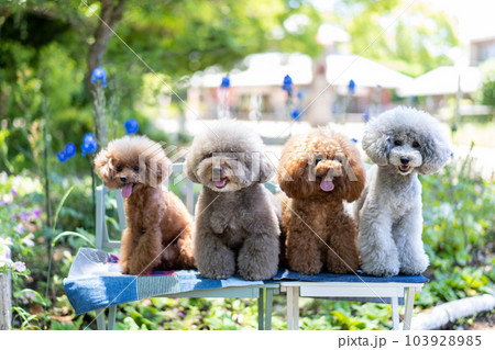 4匹のトイプードル集合 4匹のトイプードル集合 103928985