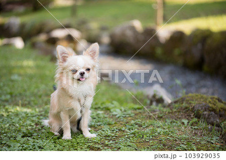 川の横で暑さをしのいでいる犬 103929035