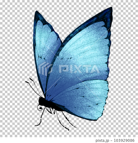 横から見たモルフォチョウ（単品）／主線ありのイラスト素材