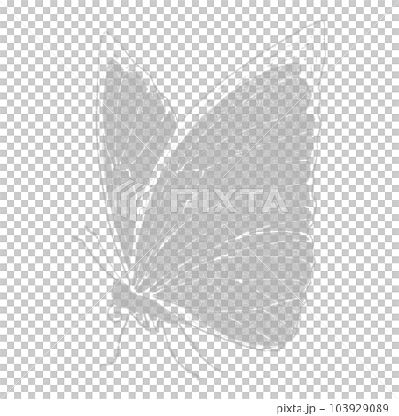 Morpho butterfly seen from the side (single item) / silver foil stamp 103929089