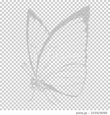 Morpho butterfly seen from the side (single item) / silver foil line drawing 103929090