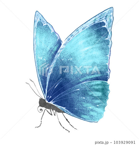 横から見たモルフォチョウ（単品）／水彩風のイラスト素材 [103929091