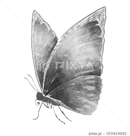 横から見たモルフォチョウ（単品）／水墨画風のイラスト素材