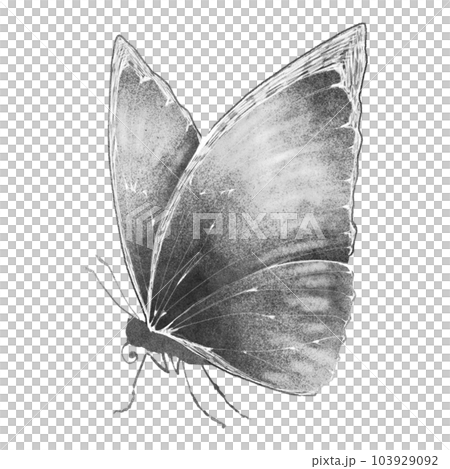 Butterfly Side View With Detailed Wings Vector SVG Icon (2) - SVG Repo