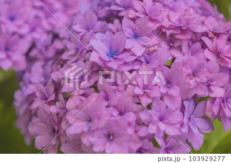 長谷寺　赤紫の紫陽花 103929277
