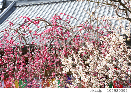 真福寺の梅 103929392