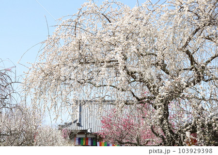 真福寺の梅 真福寺の梅 103929398