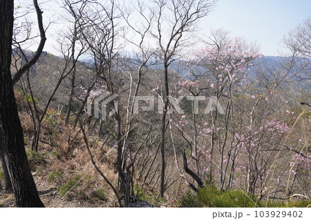 仙人ケ岳から前仙人ケ岳に向かう登山道から北方面を見る 2023年4月4日 仙人ケ岳から前仙人ケ岳に向かう登山道から北方面を見る 2023年4月4日 103929402