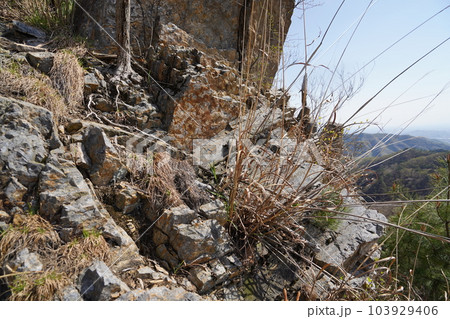 仙人ケ岳から前仙人ケ岳に向かう登山道を形成するチャートの岩　2023年4月4日 103929406