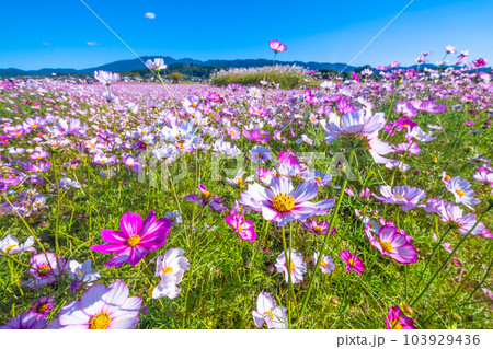 藤原宮跡のコスモス 103929436