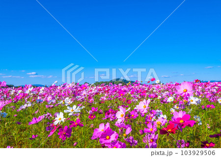藤原宮跡のコスモス 藤原宮跡のコスモス 103929506