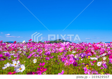 藤原宮跡のコスモス 藤原宮跡のコスモス 103929507