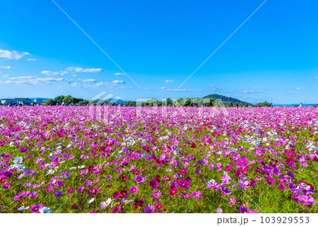 藤原宮跡のコスモス 103929553