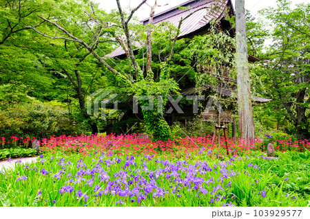 杜若とクリンソウと山門 103929577