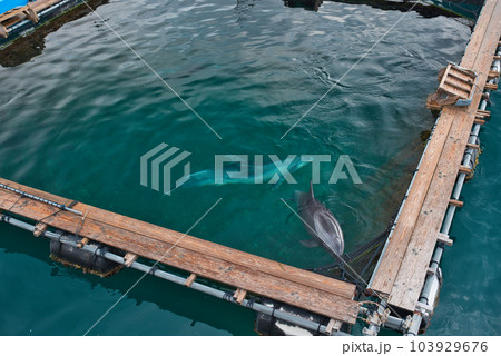 室戸ドルフィンセンター 室戸ドルフィンセンター 103929676