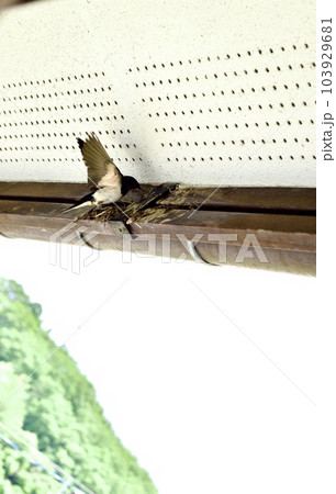 住宅の軒下に燕が巣作りを始めた様子 103929681