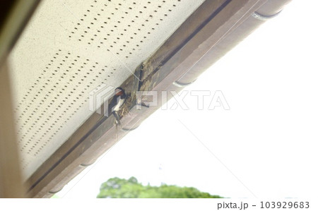 住宅の軒下に燕が巣作りを始めた様子 住宅の軒下に燕が巣作りを始めた様子 103929683