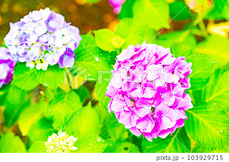 宗吾霊堂紫陽花まつり 宗吾霊堂紫陽花まつり 103929715