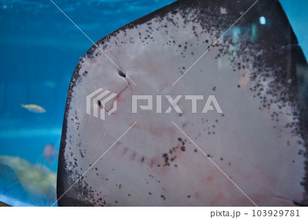 むろと廃校水族館のかわいいエイ むろと廃校水族館のかわいいエイ 103929781