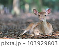 奈良公園のメス鹿 103929803