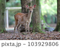 奈良公園のメス鹿 103929806