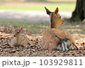 奈良公園の子鹿と母鹿 103929811