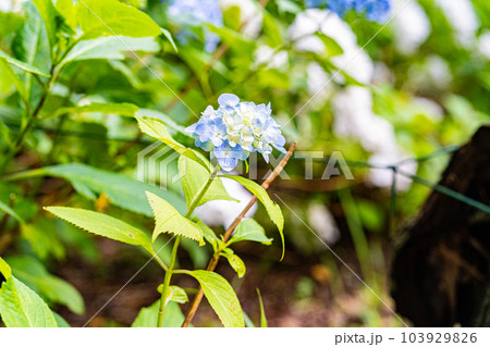宗吾霊堂紫陽花まつり 103929826