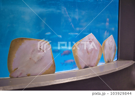 むろと廃校水族館のかわいいエイ 103929844