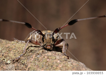 生き物　昆虫　セミスジコブヒゲカミキリ、オスです。初夏のカミキリムシ、第一、三節が膨らむ触角 103930055