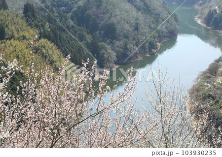 月ヶ瀬梅林の梅と名張川 103930235