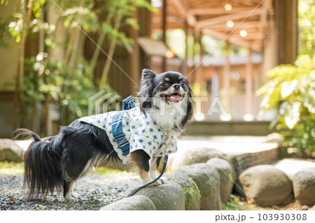 砂利の小道に立つ浴衣を着た犬 砂利の小道に立つ浴衣を着た犬 103930308