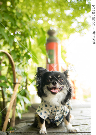 橋の手前の日陰で暑さをしのぐ浴衣着の犬 橋の手前の日陰で暑さをしのぐ浴衣着の犬 103930314