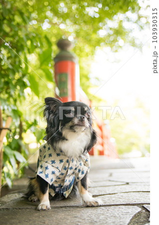 橋の手前の日陰で暑さをしのぐ浴衣着の犬 橋の手前の日陰で暑さをしのぐ浴衣着の犬 103930315