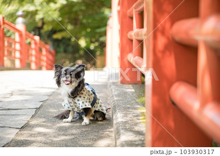 橋の日陰で暑さをしのぐ浴衣着の犬 橋の日陰で暑さをしのぐ浴衣着の犬 103930317
