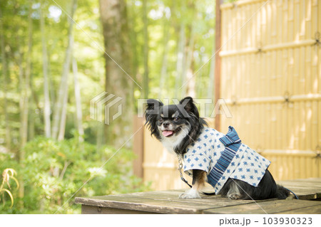 浴衣を着て竹の塀の前に座る犬 103930323
