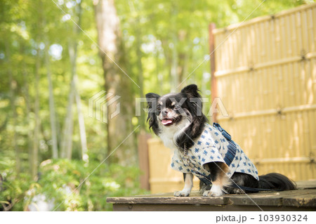 浴衣を着て竹の塀の前に座る犬 浴衣を着て竹の塀の前に座る犬 103930324