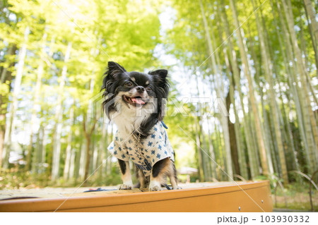 竹林をバックに涼しげな顔の浴衣着の犬 103930332