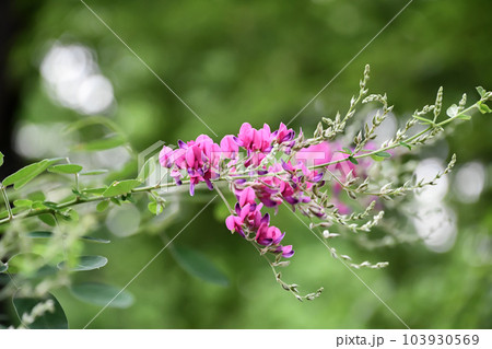 萩の花 萩の花 103930569
