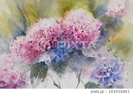アジサイ　水彩画　 103930861