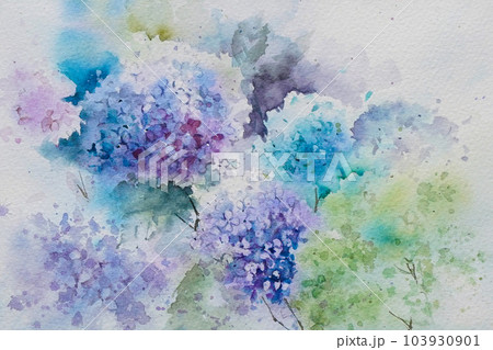 アジサイ 水彩画 アジサイ 水彩画 103930901