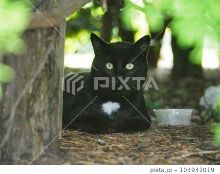木陰からこちらを見ている黒猫 103931019