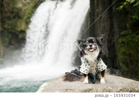 大きな滝と浴衣着のロングコートチワワ 大きな滝と浴衣着のロングコートチワワ 103931034