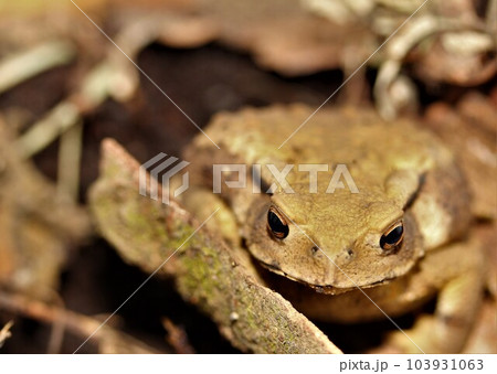 ベビーガマガエルの写真素材 [103931063] - PIXTA