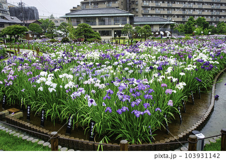 東京都 堀切菖蒲園 ほりきり葛飾菖蒲まつり 東京都 堀切菖蒲園 ほりきり葛飾菖蒲まつり 103931142